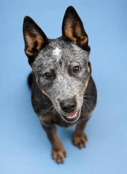 Australian Cattle Dog Blue Heeler and Mixed Breed Dogs Available for Adoption in Bowling Green, Kentucky - Blue Squeeler | PetCurious