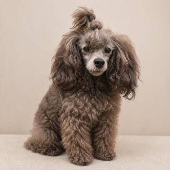 Vindi -  Poodle Dog for Adoption in Lee