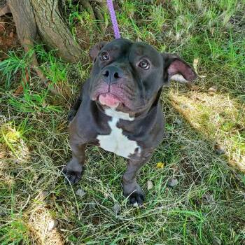 Angel Eyes -  American Bulldog Dog for Adoption in Jersey City, New Jersey - Angel Eyes | PetCurious