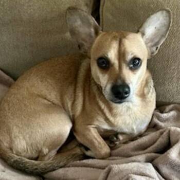 Chihuahua Dogs Available for Adoption - Billings | PetCurious