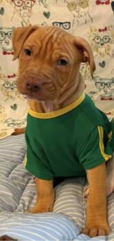 Thunder -  Pit Bull Terrier Dog for Adoption in Dunmore, Pennsylvania - Thunder | PetCurious