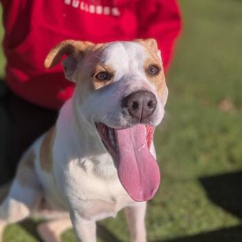 Sugar -  Terrier and Mixed Breed Dog for Adoption in Gainesville, Georgia - Sugar | PetCurious