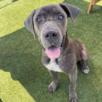 Axle -  Mastiff and Mixed Breed Dog for Adoption in Hawthorne, California - Axle | PetCurious