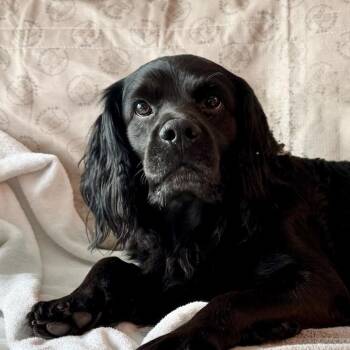 Cocker Spaniel and Mixed Breed Dogs Available for Adoption - MONTY | PetCurious