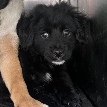 Shepherd and Mixed Breed Dogs Available for Adoption in Birmingham, Alabama - Scottie | PetCurious