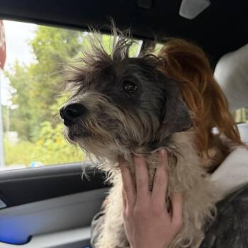 Tiny Tim -  Mixed Breed Dog for Adoption in Summerville, South Carolina - Tiny Tim | PetCurious