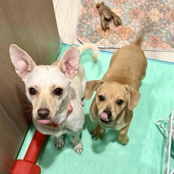 Chihuahua Dogs Available for Adoption in Citrus Heights, California - Conner | PetCurious