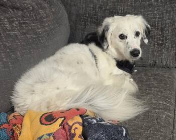 Kita -  Dachshund and English Setter Dog for Adoption - Kita | PetCurious