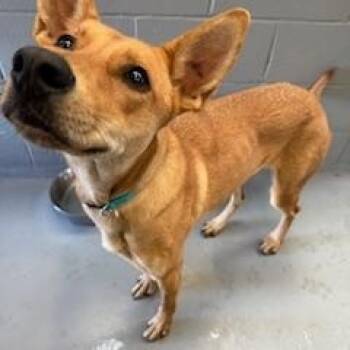 Rescue Shepherd and Mixed Breed Dogs for Adoption in Columbus, Mississippi - ELLIE | PetCurious