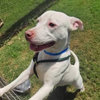 Boss -  Mixed Breed Dog for Adoption in Chattanooga, Tennessee - Boss | PetCurious