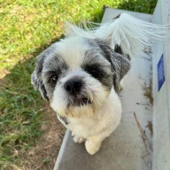 Bernard Buttons -  Shih Tzu Dog for Adoption in Houston, Texas - Bernard Buttons | PetCurious