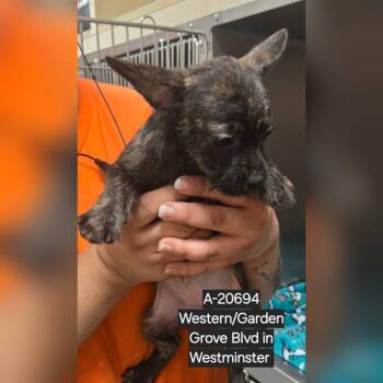 Chihuahua and Terrier Dogs Available for Adoption - WAGS-Stray-20692_2_3 | PetCurious