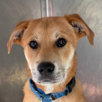 Mixed Breed Dogs Available for Adoption in Middletown, Rhode Island - Wesley | PetCurious