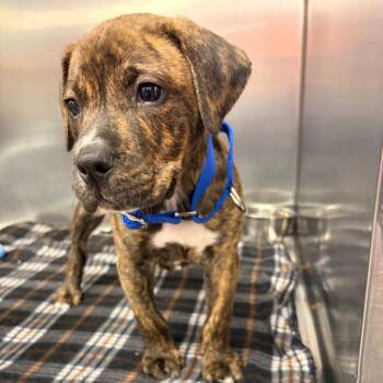 Milo -  Pit Bull Terrier Dog for Adoption in Parkersburg, West Virginia - Milo | PetCurious