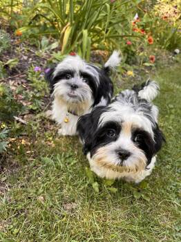 Rocky and Rubble -  Shih Tzu Dog for Adoption in Union Grove, Wisconsin - Rocky And Rubble | PetCurious