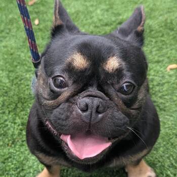 Amara 9818 -  French Bulldog Dog for Adoption in Loxahatchee Groves, Florida - Amara 9818 | PetCurious