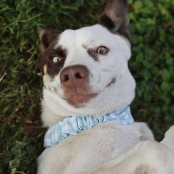 MAYOR HUMDINGER -  Australian Cattle Dog Blue Heeler Dog for Adoption in San Antonio, Texas - MAYOR HUMDINGER | PetCurious