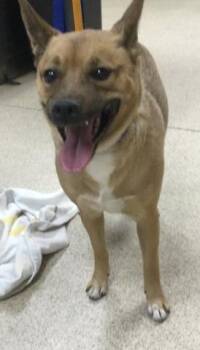 Terrier and Mixed Breed Dogs Available for Adoption - CAJETA | PetCurious