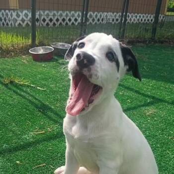 English Shepherd and Mixed Breed Dogs Available for Adoption in Houston, Texas - Roscoe - The Quarterback | PetCurious