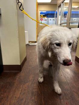 Great Pyrenees and Mixed Breed Dogs Available for Adoption in Greenville, Texas - Dog Kennel #3 | PetCurious