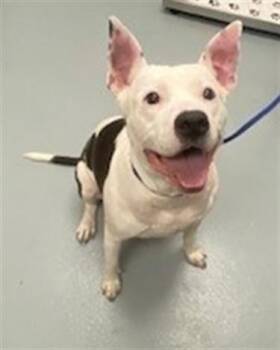 QUEEN -  Mixed Breed Dog for Adoption in St. Cloud, Florida - QUEEN | PetCurious