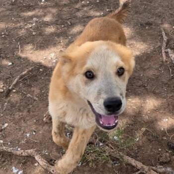 Carl -  Cattle Dog and Yellow Labrador Retriever Dog for Adoption - Carl | PetCurious