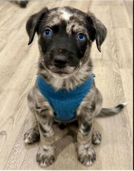 Bluey -  Catahoula Leopard Dog Dog for Adoption in Dandridge, Tennessee - Bluey | PetCurious