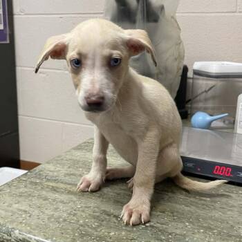 Mixed Breed Dogs Available for Adoption in New York, New York - Daisy | PetCurious