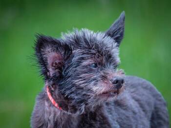 Max -  Mixed Breed Dog for Adoption in Pointe-fortune, Quebec - Max | PetCurious