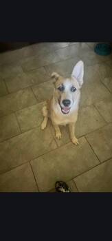 Claus -  Husky and Saint Bernard Dog for Adoption in Marine City, Michigan - Claus | PetCurious