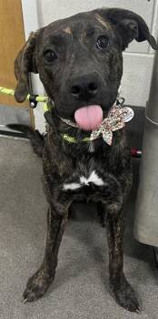 DEIA -  Pit Bull Terrier and Mixed Breed Dog Available for Adoption - DEIA | PetCurious