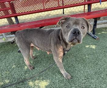 Cinder --Courtesy Post. Out of town pet. See below for details-- -  Pit Bull Terrier Dog for Adoption in Eagle, Idaho - Cinder --Courtesy Post. Out Of Town Pet. See Below For Details-- | PetCurious
