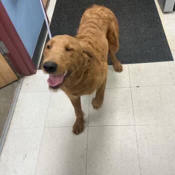 Golden Retriever Dogs Available for Adoption in Saint Joseph, Missouri - Air Bud | PetCurious