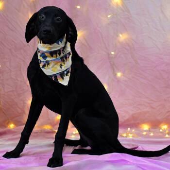 Libby -  Black Labrador Retriever Dog for Adoption in Defuniak Springs, Florida - Libby | PetCurious