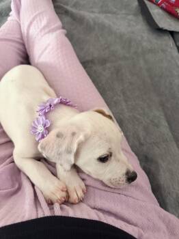 Lil Willie -  Pointer and Beagle Dog for Adoption in Aurora, Indiana - Lil Willie | PetCurious