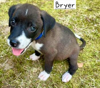 Bryer -  Border Collie and Hound Dog for Adoption in Alexander, Arkansas - Bryer | PetCurious