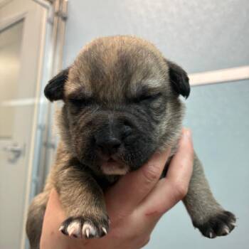 Jersey -  Shepherd Dog for Adoption in North Battleford, Saskatchewan - Jersey | PetCurious