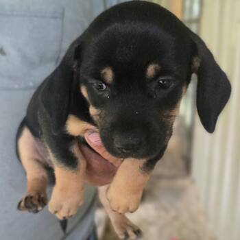 Angel -  Beagle and Basset Hound Dog for Adoption in Zaleski, Ohio - Angel | PetCurious