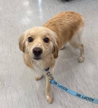 Cocker Spaniel and Beagle Dogs Available for Adoption in Gilberts, Illinois - Harry FKA Blackberry | PetCurious