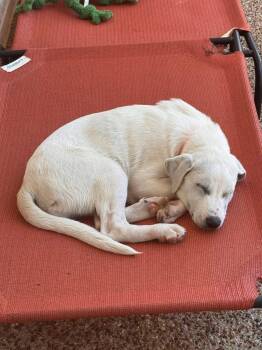 Labrador Retriever Dogs Available for Adoption in Fort Worth, Texas - Dickinson | PetCurious