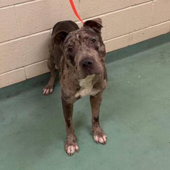Mixed Breed Dogs Available for Adoption in Memphis, Tennessee - Donald Duck | PetCurious
