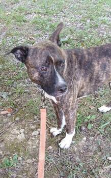 CAM -  Terrier Dog for Adoption in Pegram, Tennessee - CAM | PetCurious