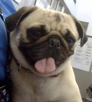 Pug Dogs Available for Adoption in Dallas, Texas - PETUNIA | PetCurious