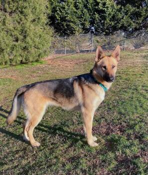 Rescue German Shepherd Dog Dogs for Adoption in Dacula, Georgia - Priss | PetCurious