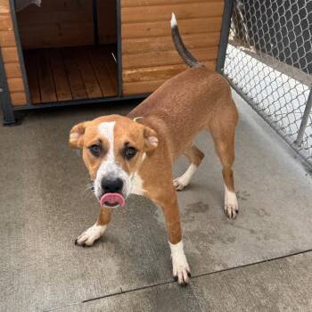Toby -  Beagle and Mixed Breed Dog for Adoption in Monticello, Iowa - Toby | PetCurious