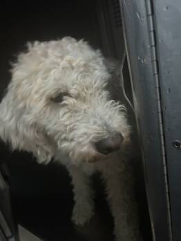 Rescue Standard Poodle and Mixed Breed Dogs for Adoption in Fort Worth, Texas - 59829166 | PetCurious
