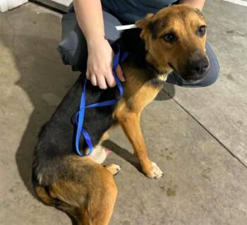 EMBER -  German Shepherd Dog and Mixed Breed Dog for Adoption in Colorado Springs, Colorado - EMBER | PetCurious