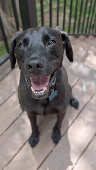 Rescue Labrador Retriever Dogs for Adoption in Fort Collins, Colorado - Bucky | PetCurious
