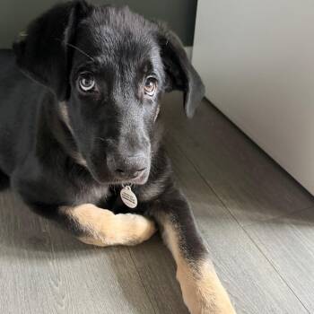 Fisher -  German Shepherd Dog Dog for Adoption in Raleigh, North Carolina - Fisher | PetCurious