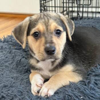 Mixed Breed Dogs Available for Adoption - Juliette $475 | PetCurious